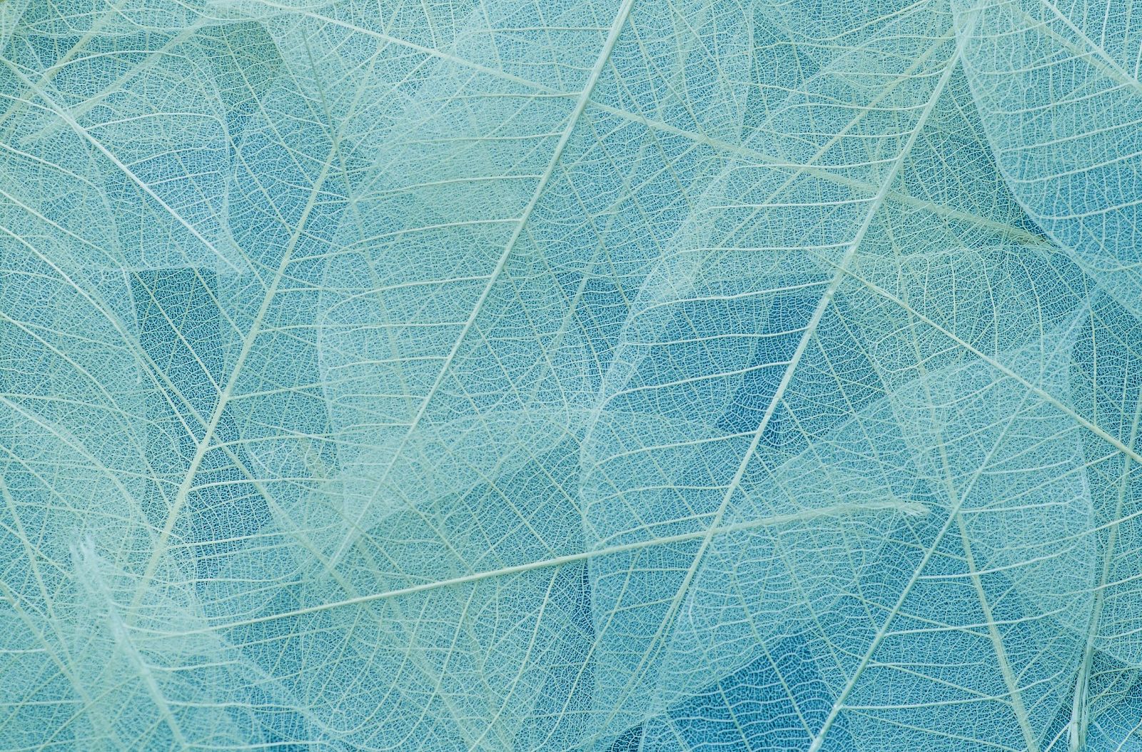 Transparent leaves in a blue tone with visible vein patterns overlay each other, creating a delicate, intricate texture.