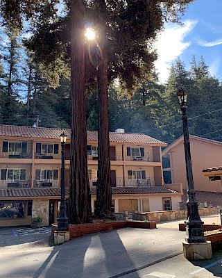A building surrounded by tall trees with sunlight filtering through, two lampposts, and a clear sky in the background.